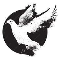 black and white dove drawing